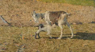 A Goat with her Kid