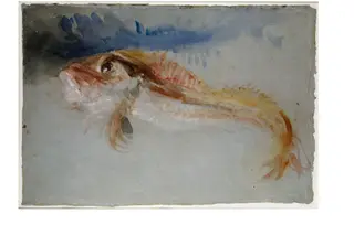 A Gurnard