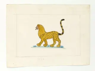 A lion-cum-tiger with a mane