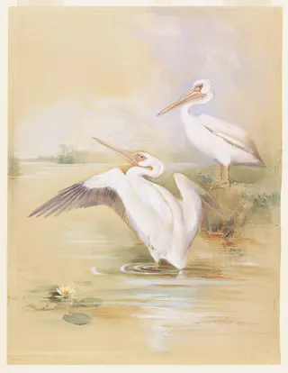 A pair of White Pelicans, by Howard Carter