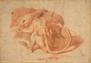 A Partially Skinned Rat
