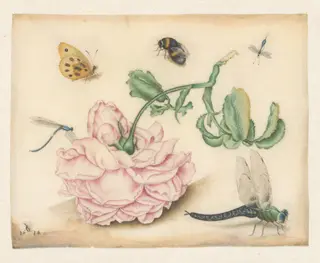 A Rose and Five Insects, by Christoffel van den Berghe