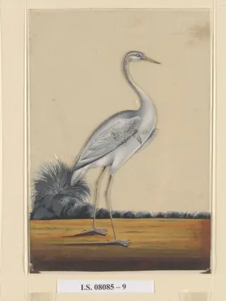 A sarus crane