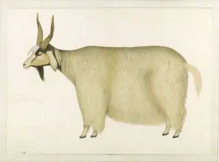 A Shawl goat