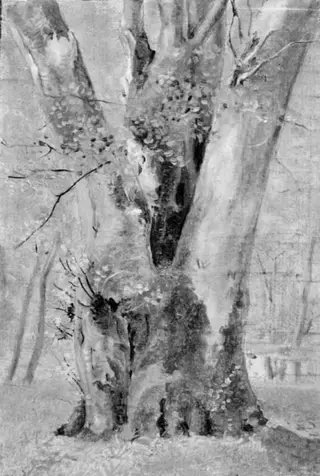 A Tree with Several Trunks