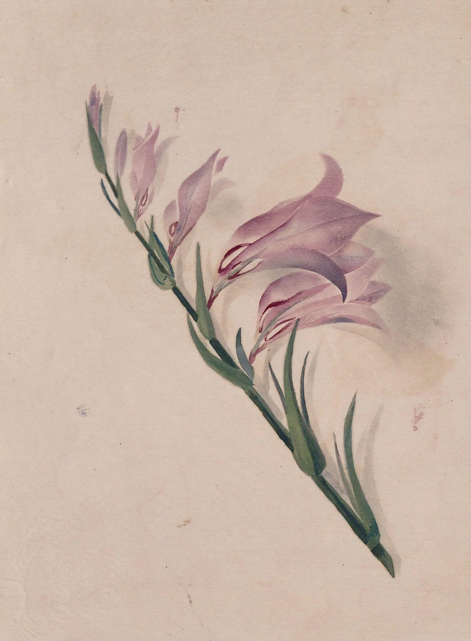 Study of a flower, detail