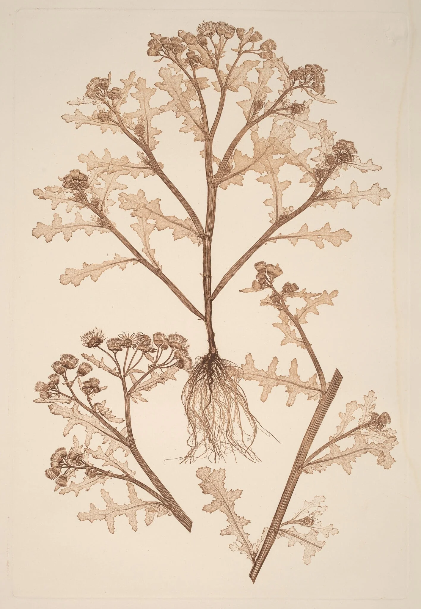 Senecio viscosus, detail