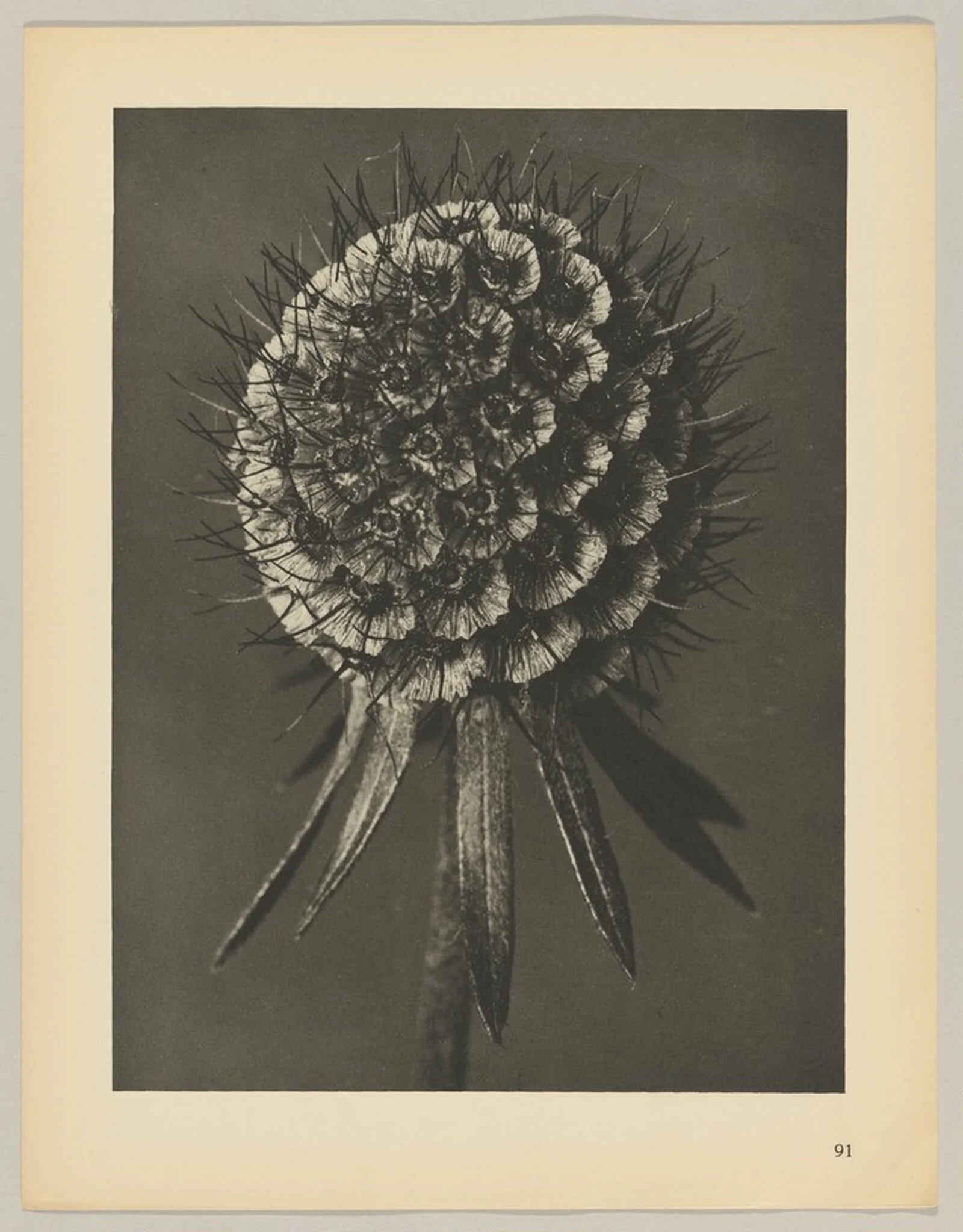 Scabiosa columbaria, detail