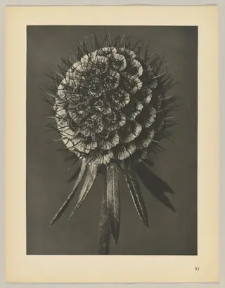 Scabiosa columbaria, by Karl Blossfeldt, 1928