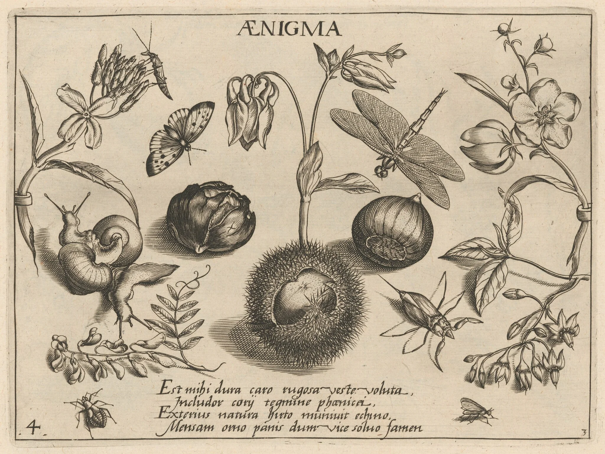 Archetypa studiaque patris Georgii Hoefnagelii [Part 3, Plate 4], detail