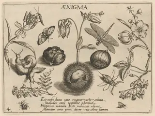 Archetypa studiaque patris Georgii Hoefnagelii [Part 3, Plate 4], by Jacob Hoefnagel, ink, 1592