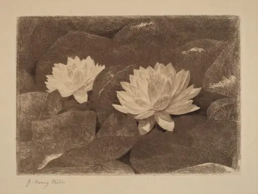 Waterlilies, by John Henry Hill, ink, 1870