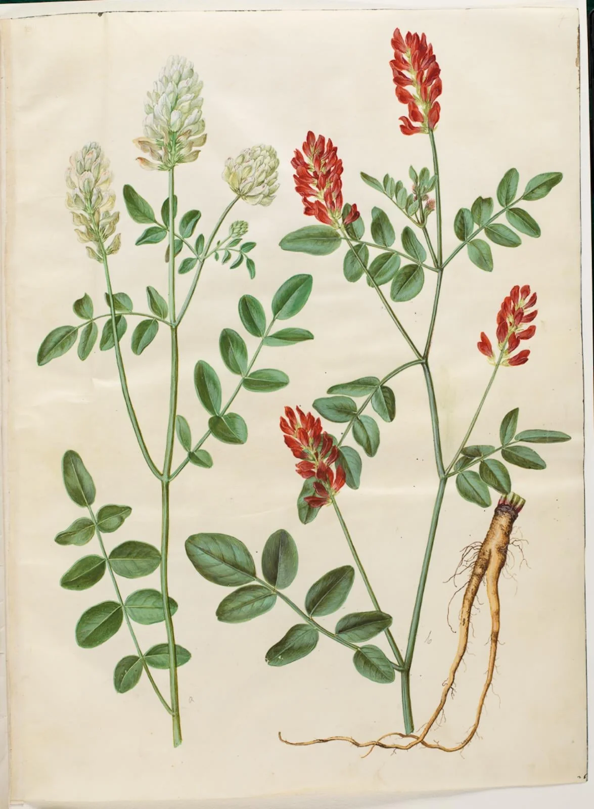 Hedysarum coronarium (rød hanekløver), detail