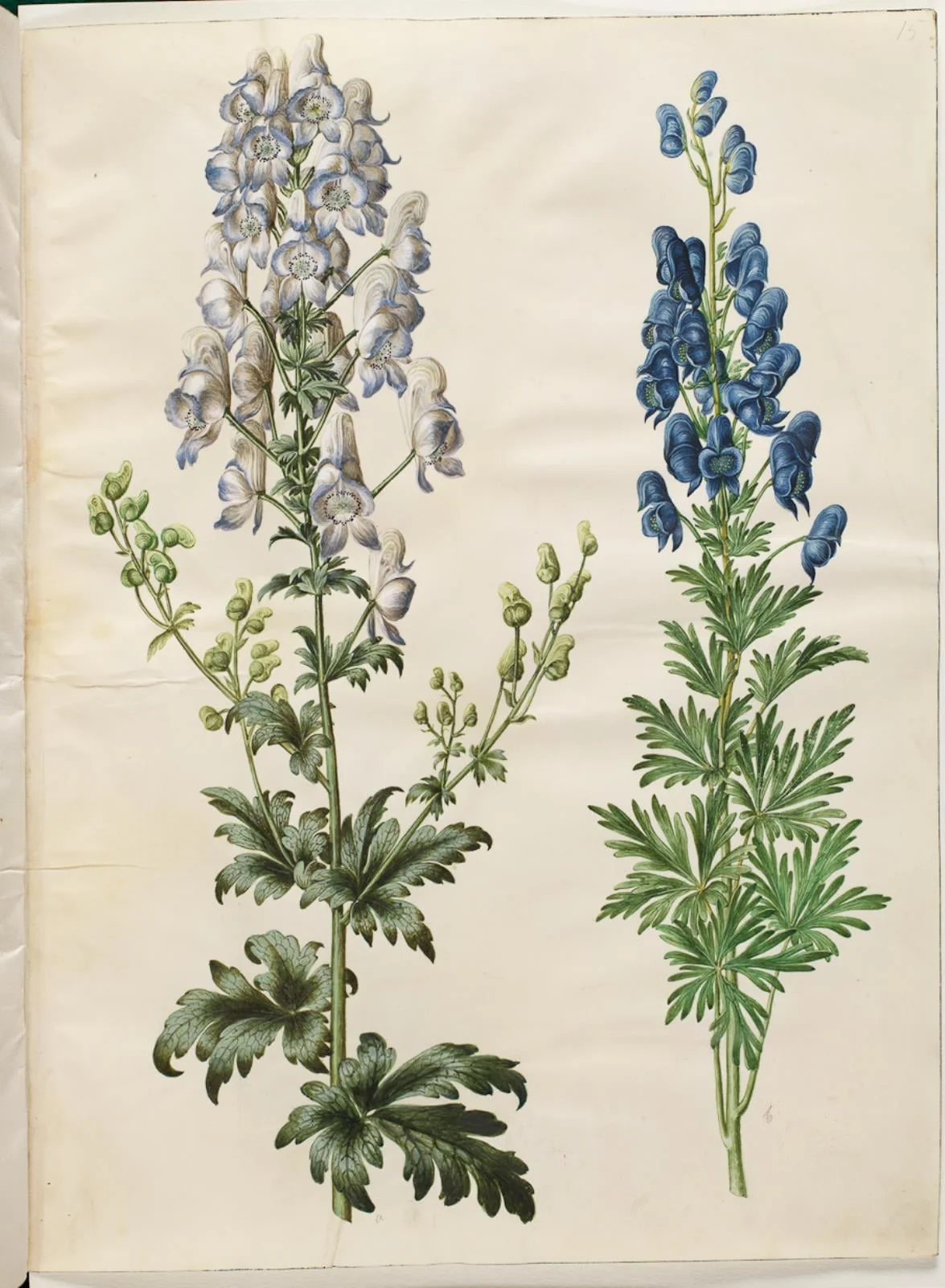 Aconitum variegatum (broget stormhat); Aconitum napellus (ægte stormhat), detail