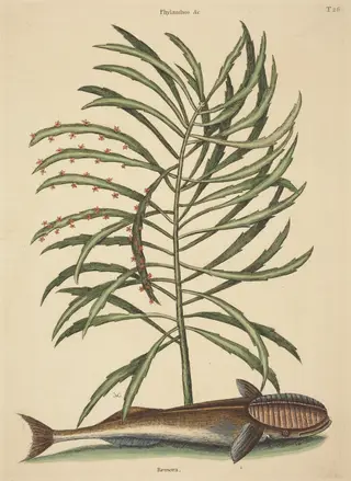 The Sucking Fish (Echeneis naucratis), by Mark Catesby, ink, 1737