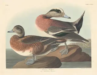 American Widgeon, by Havell, Jr., Robert, ink, 1836