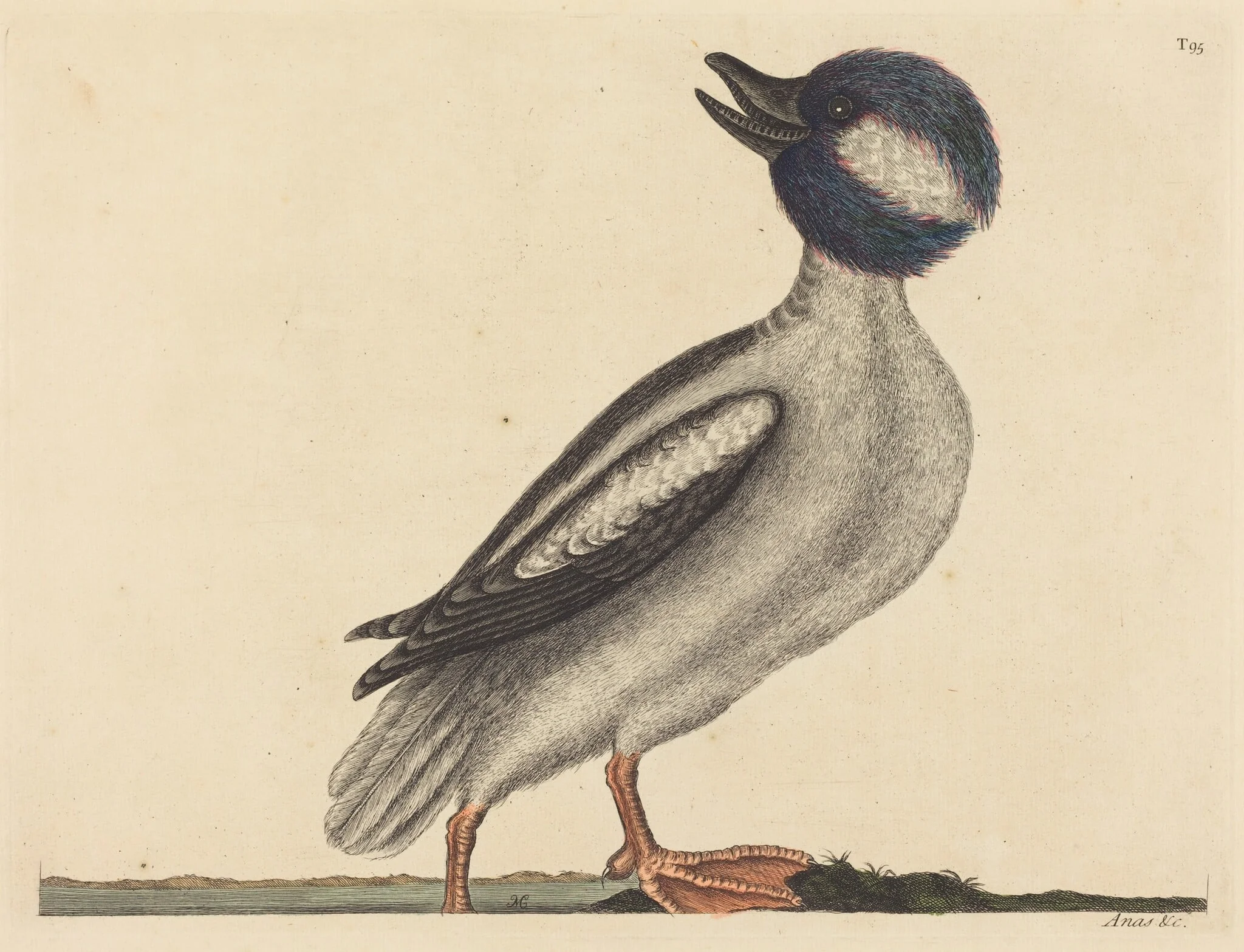 The Buffel's Head Duck (Anas bucephala), detail
