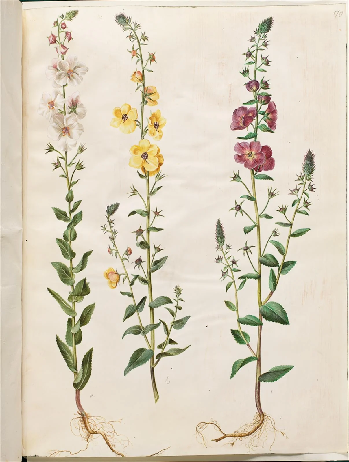 Verbascum blattaria (klase-kongelys); Verbascum phoeniceum (purpur-kongelys), detail
