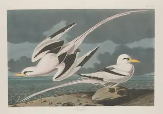Tropic Bird, by Havell, Jr., Robert, ink, 1835