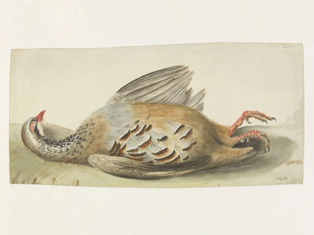 Study of a dead French partridge, by John Constable, watercolor, 1833