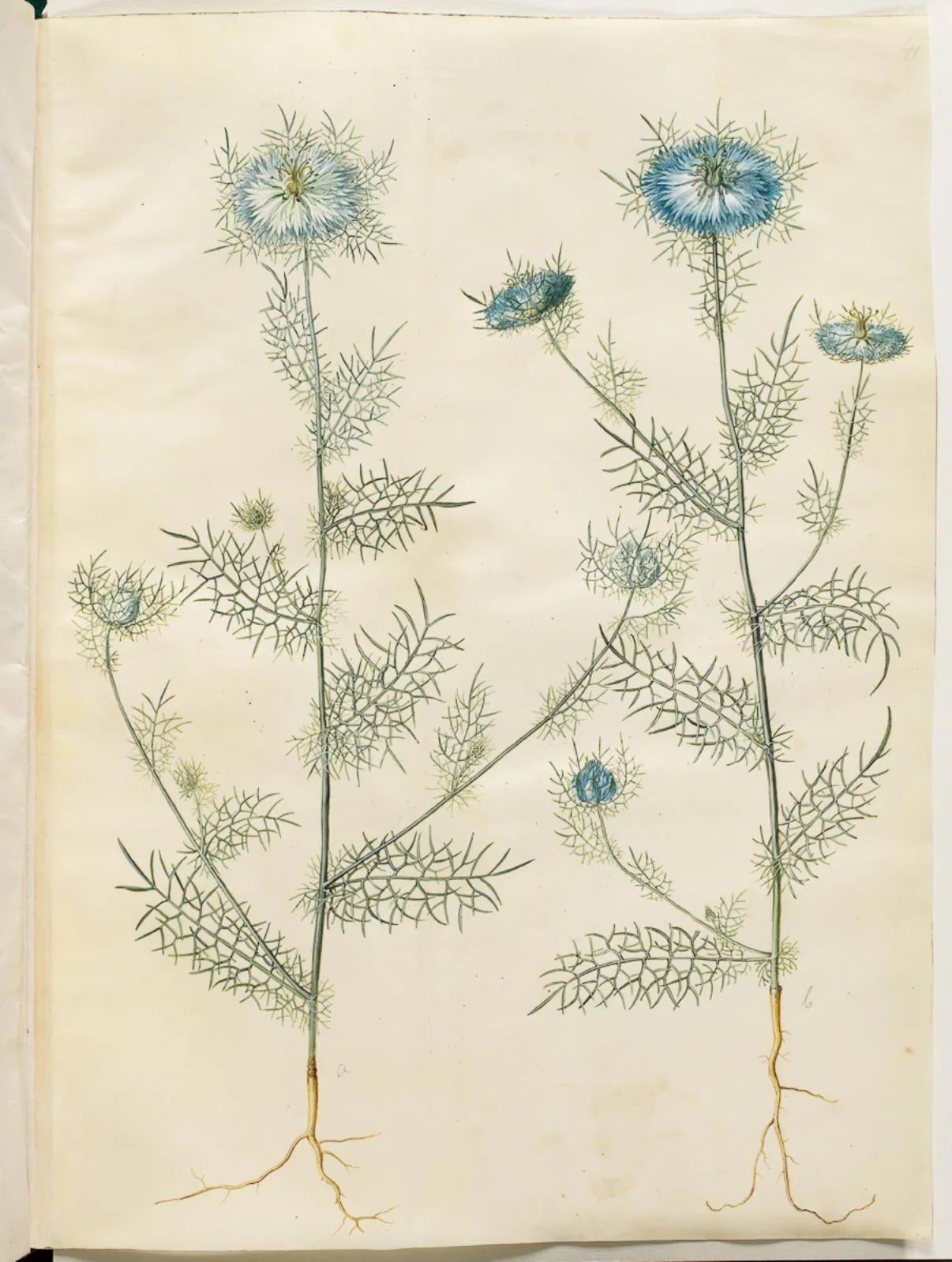 Nigella damascena (jomfru i det grønne), detail