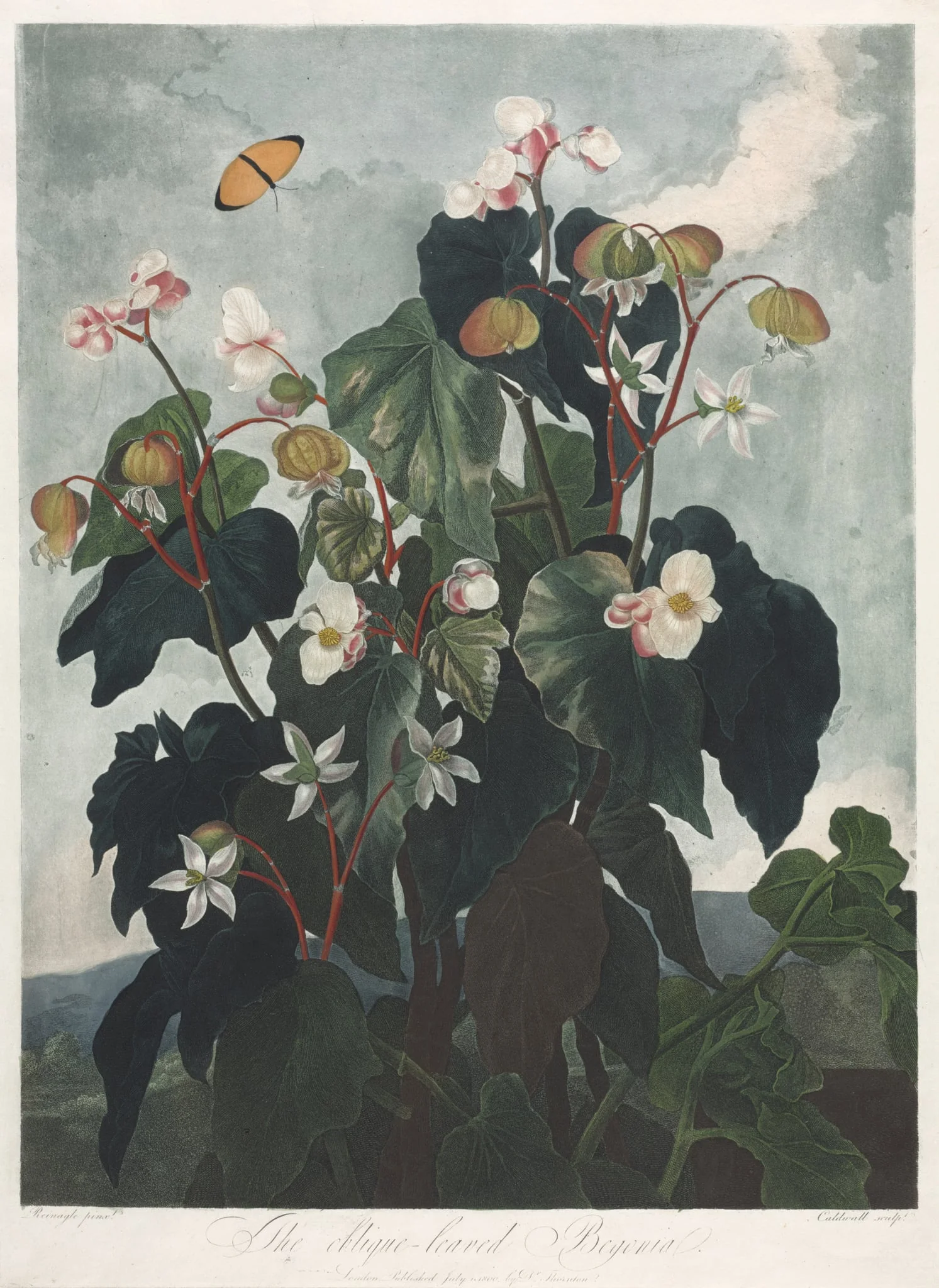 The Temple of Flora, or Garden of Nature: The Obique-leaved Begonia, detail