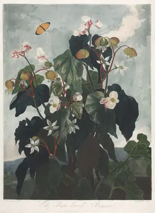 The Temple of Flora, or Garden of Nature: The Obique-leaved Begonia, by James Caldwall, 1800