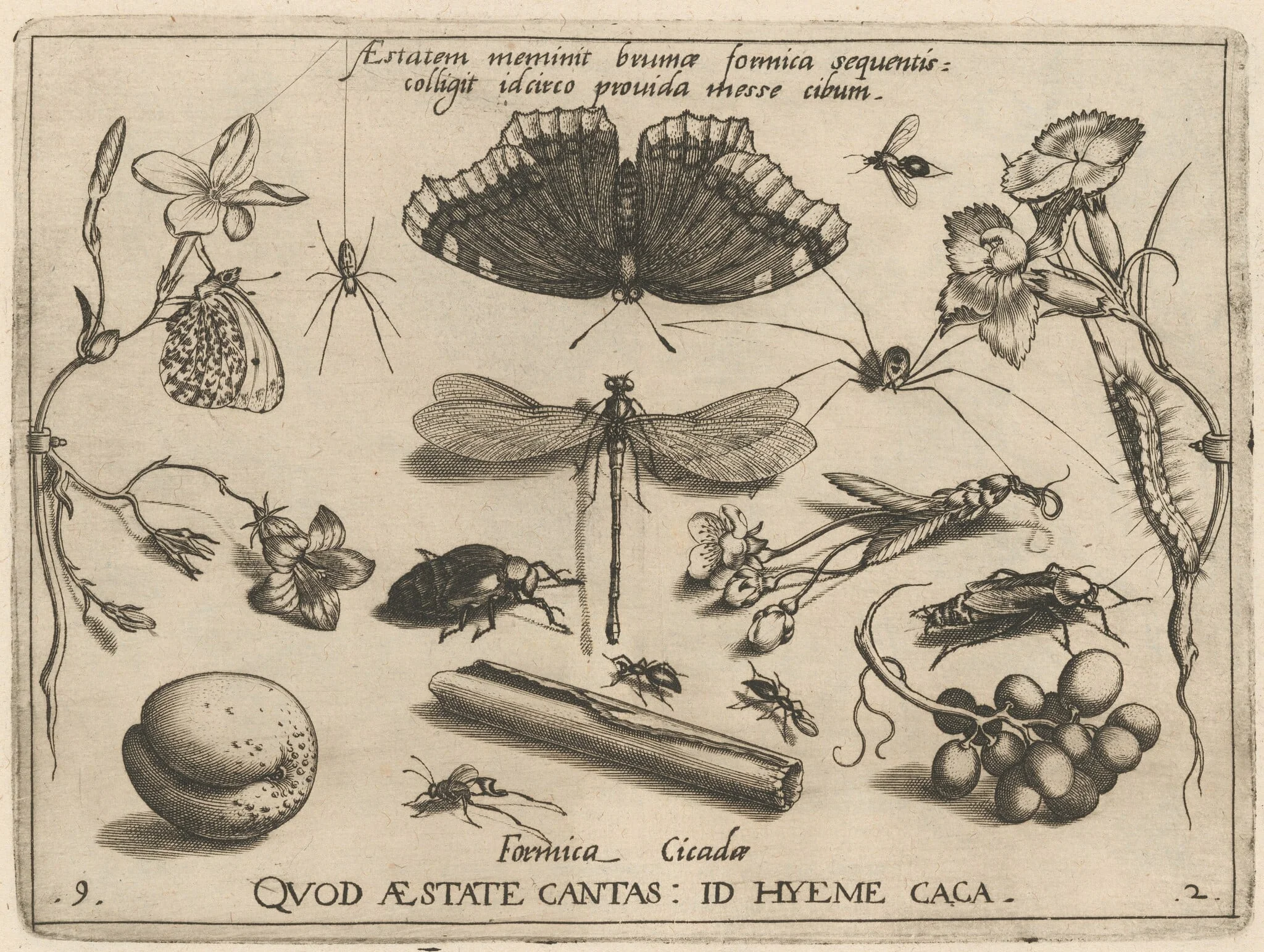 Archetypa studiaque patris Georgii Hoefnagelii [Part 2, Plate 9], detail