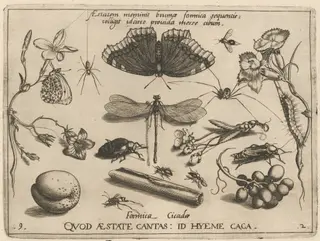 Archetypa studiaque patris Georgii Hoefnagelii [Part 2, Plate 9], by Jacob Hoefnagel, ink, 1592