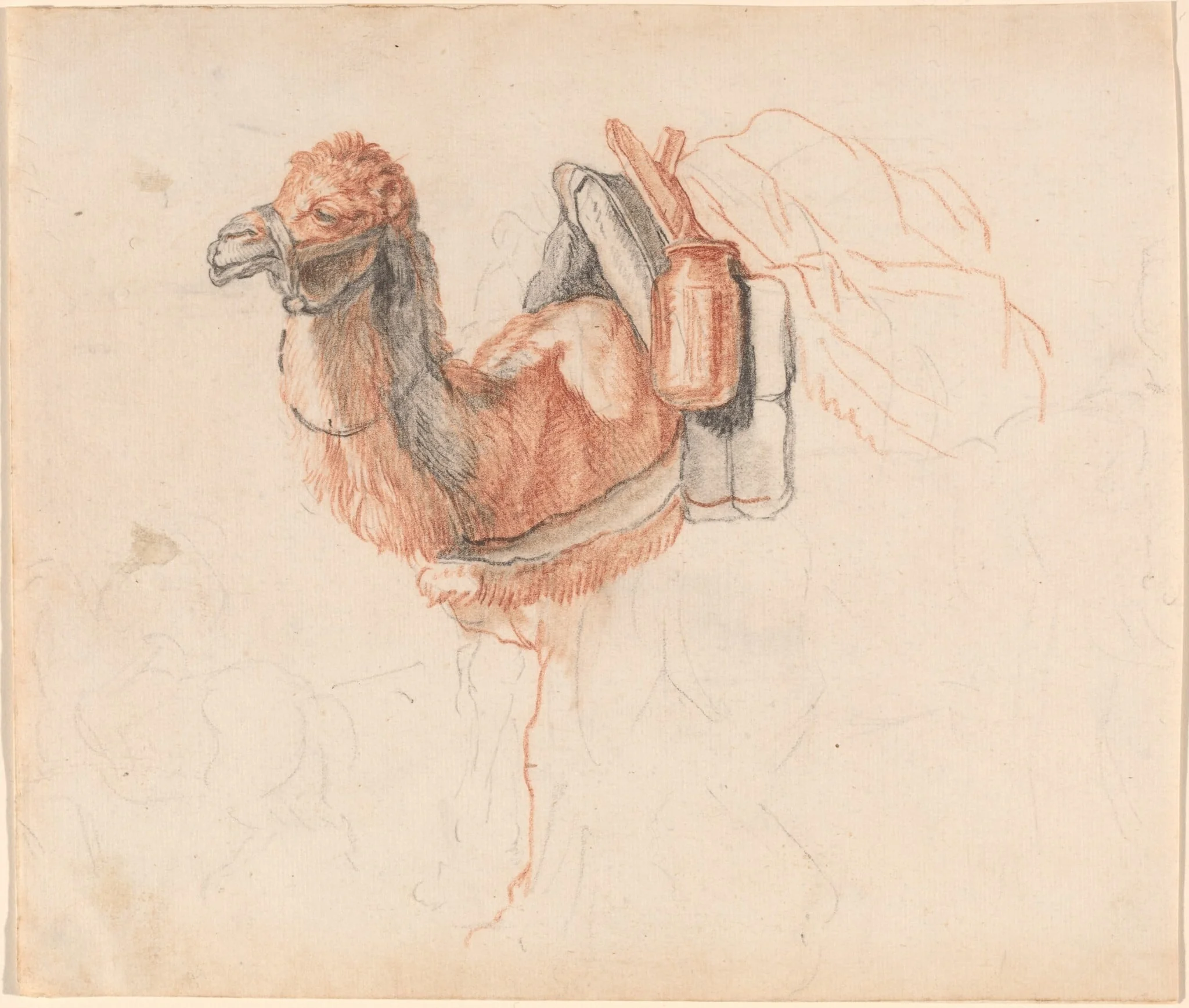 Camel, detail