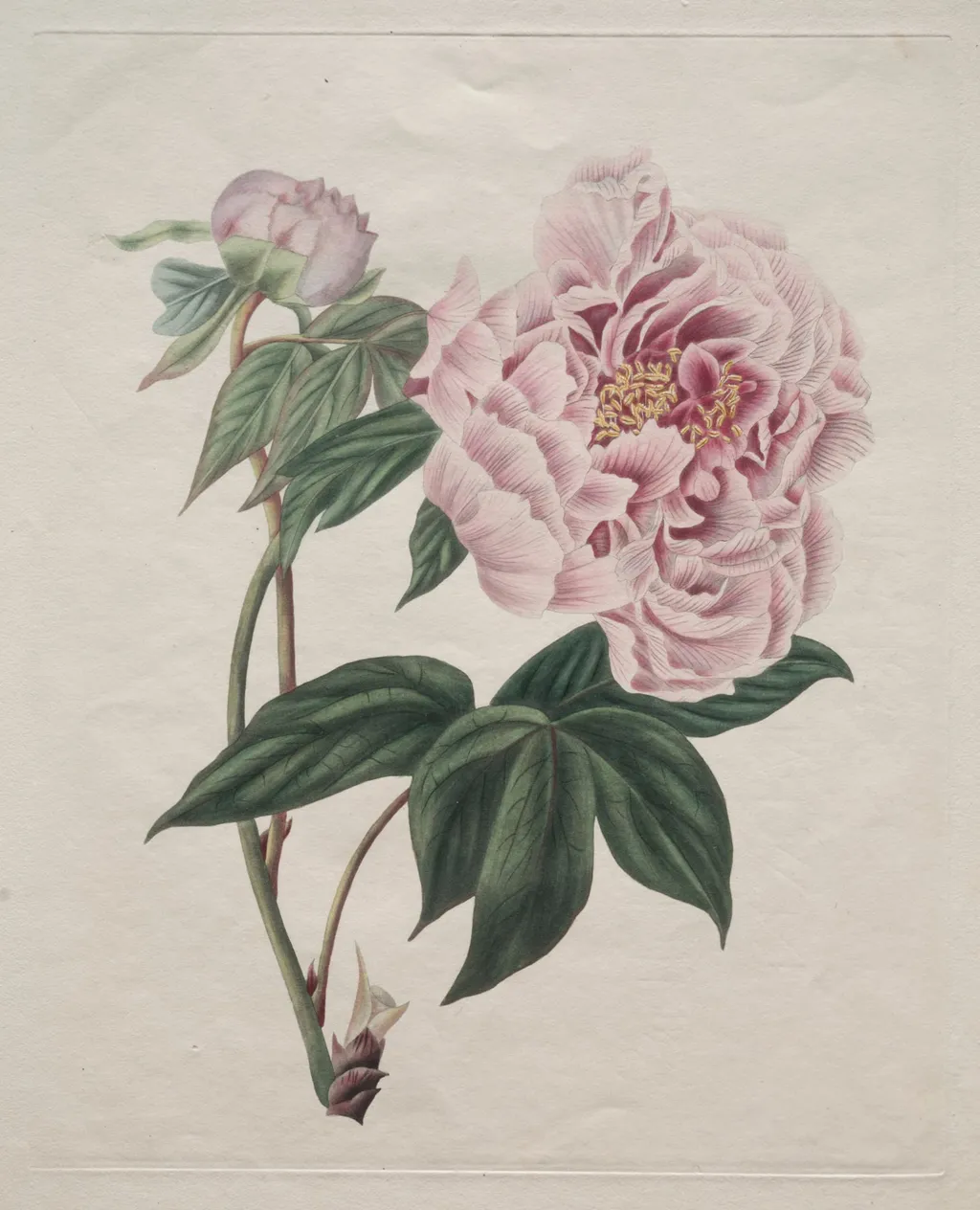 Chinese Tree Peony (Paeonia suffruticosa), by Smith, 1820