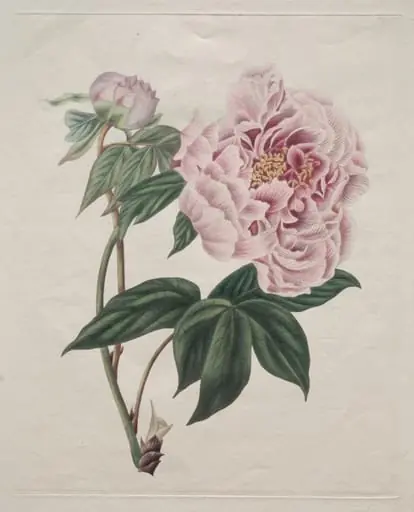 Chinese Tree Peony (Paeonia suffruticosa), by Smith, 1820