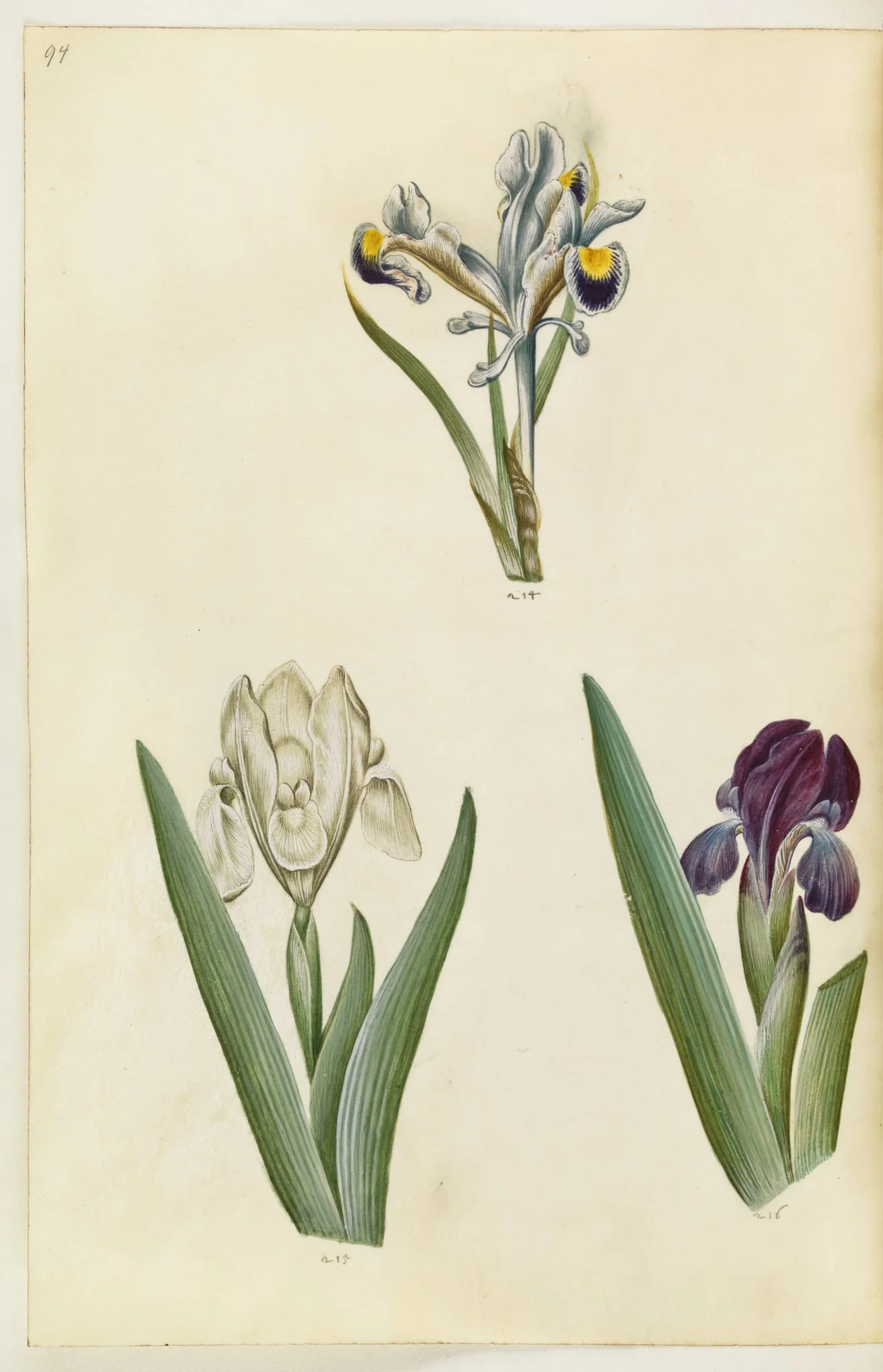 Iris persica (persisk iris); Iris lutescens eller Iris pumila (?) (dværg-iris eller lav iris), detail