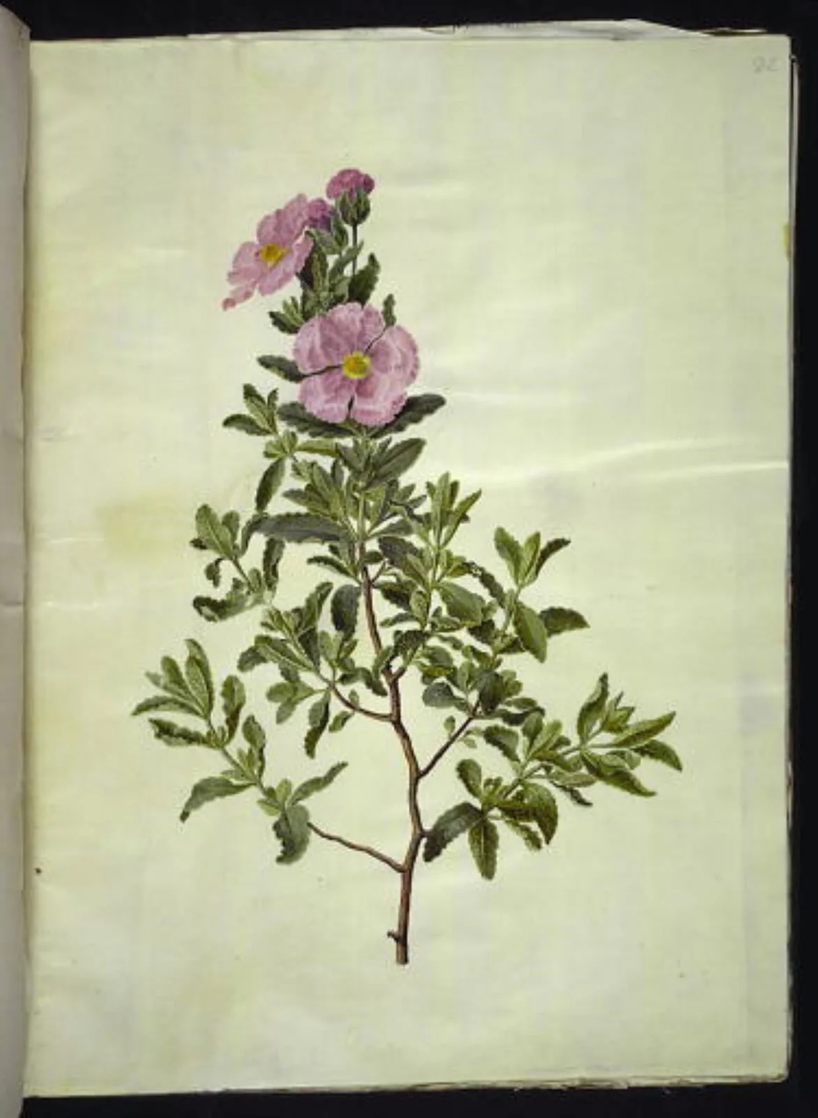 Cistus creticus (kreta-soløjetræ), detail