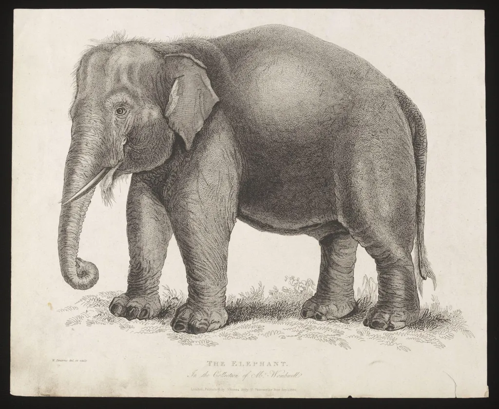 The Elephant., by W. Panormo, 5