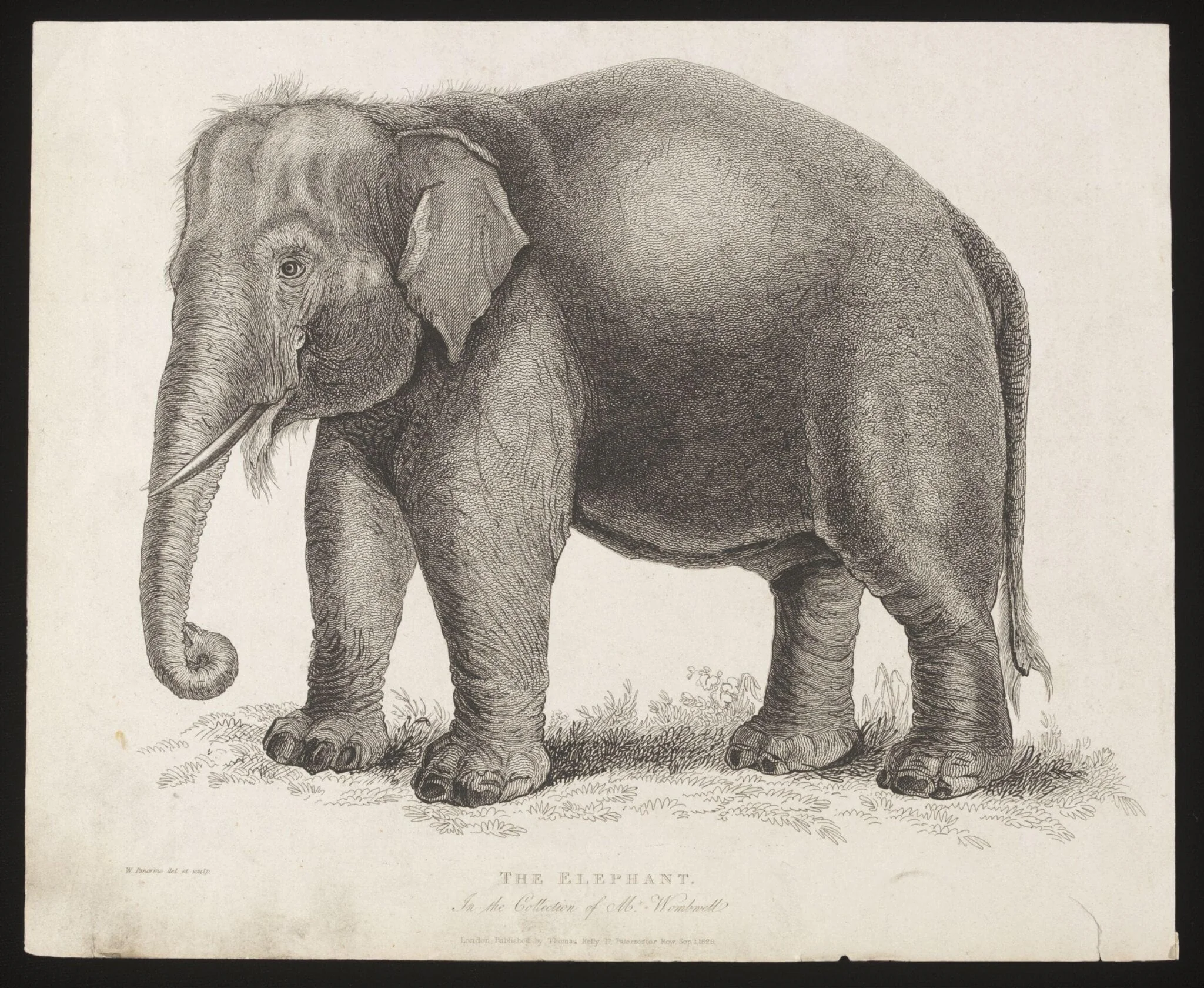 The Elephant., detail