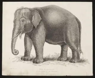 The Elephant., by W. Panormo, 5