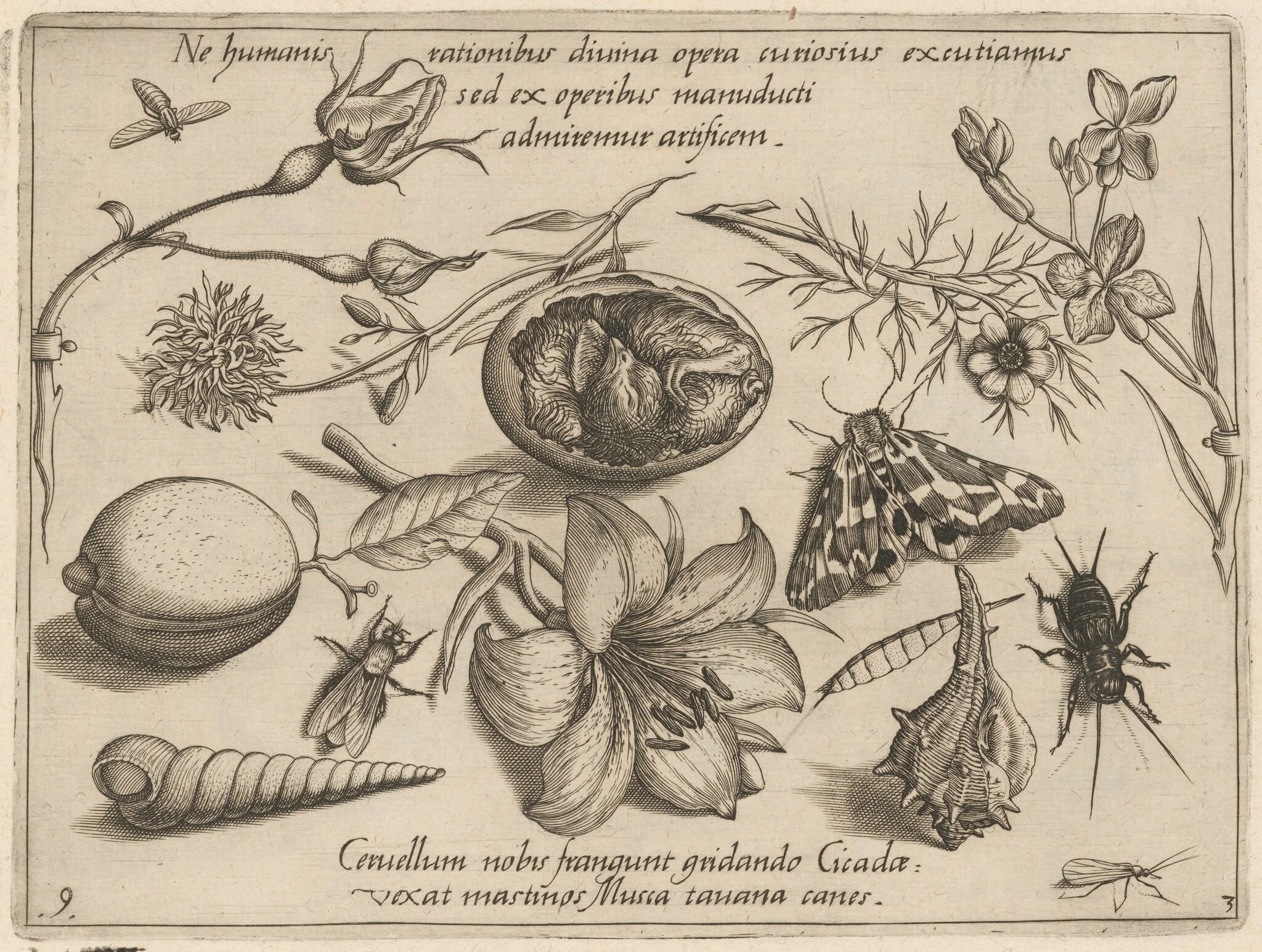 Archetypa studiaque patris Georgii Hoefnagelii [Part 3, Plate 9], detail