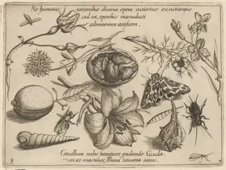 Archetypa studiaque patris Georgii Hoefnagelii [Part 3, Plate 9], by Jacob Hoefnagel, ink, 1592