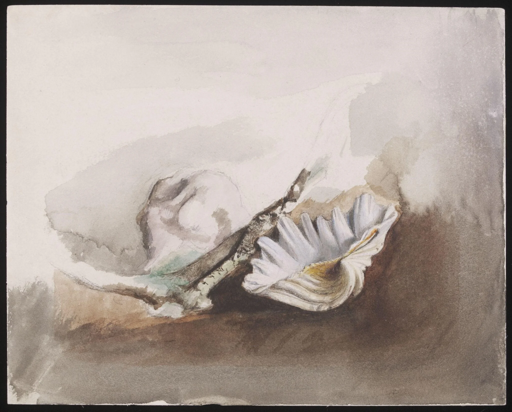 Study of sea shells, detail