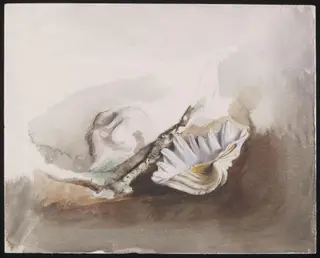 Study of sea shells, by Joseph Clark, watercolor, 1857