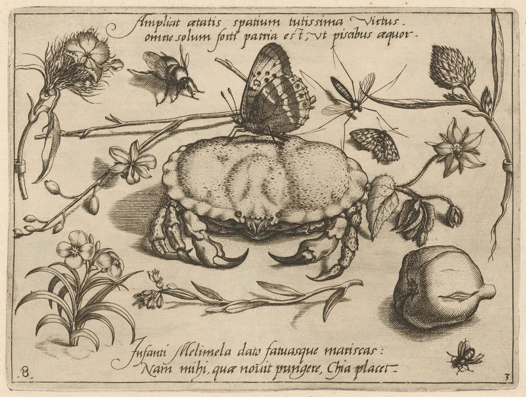 Archetypa studiaque patris Georgii Hoefnagelii [Part 3, Plate 8], by Jacob Hoefnagel, ink, 1592