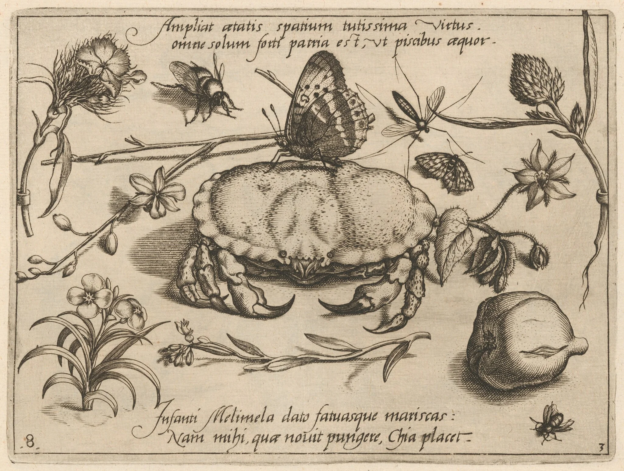 Archetypa studiaque patris Georgii Hoefnagelii [Part 3, Plate 8], detail