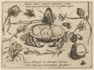 Archetypa studiaque patris Georgii Hoefnagelii [Part 3, Plate 8], by Jacob Hoefnagel, ink, 1592