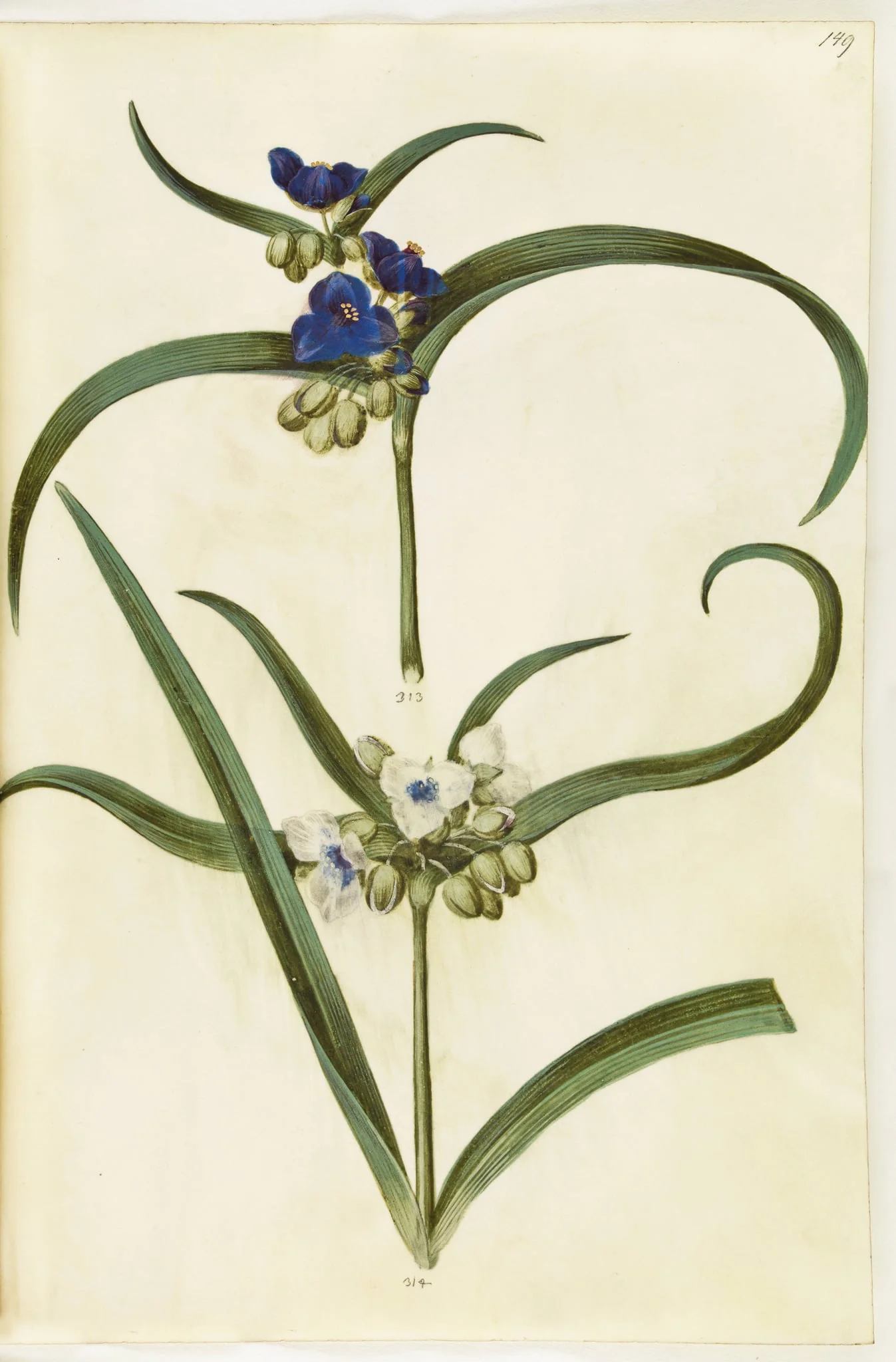 Tradescantia virginiana eller Tradescantia ohiensis (?) (blomsterjøde), detail