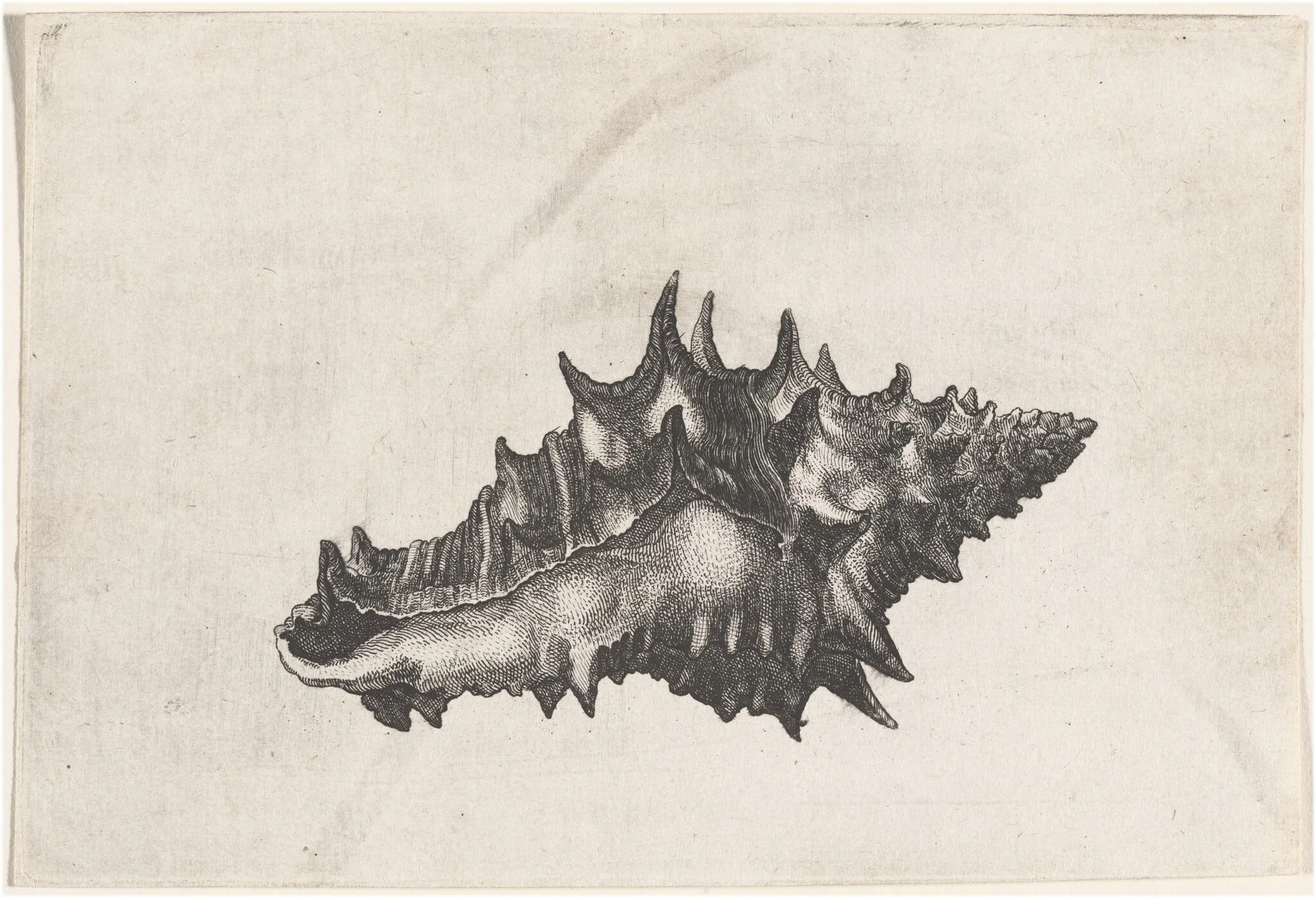 Shell (Vasum ceramicum), detail