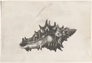 Shell (Vasum ceramicum), by Wenceslaus Hollar, ink, 1645
