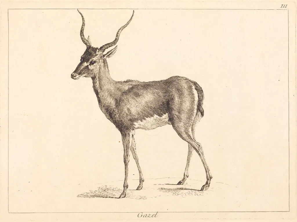 Gazel (Gazelle), by Jean Eric Rehn, ink, 1745