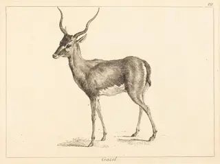 Gazel (Gazelle), by Jean Eric Rehn, ink, 1745
