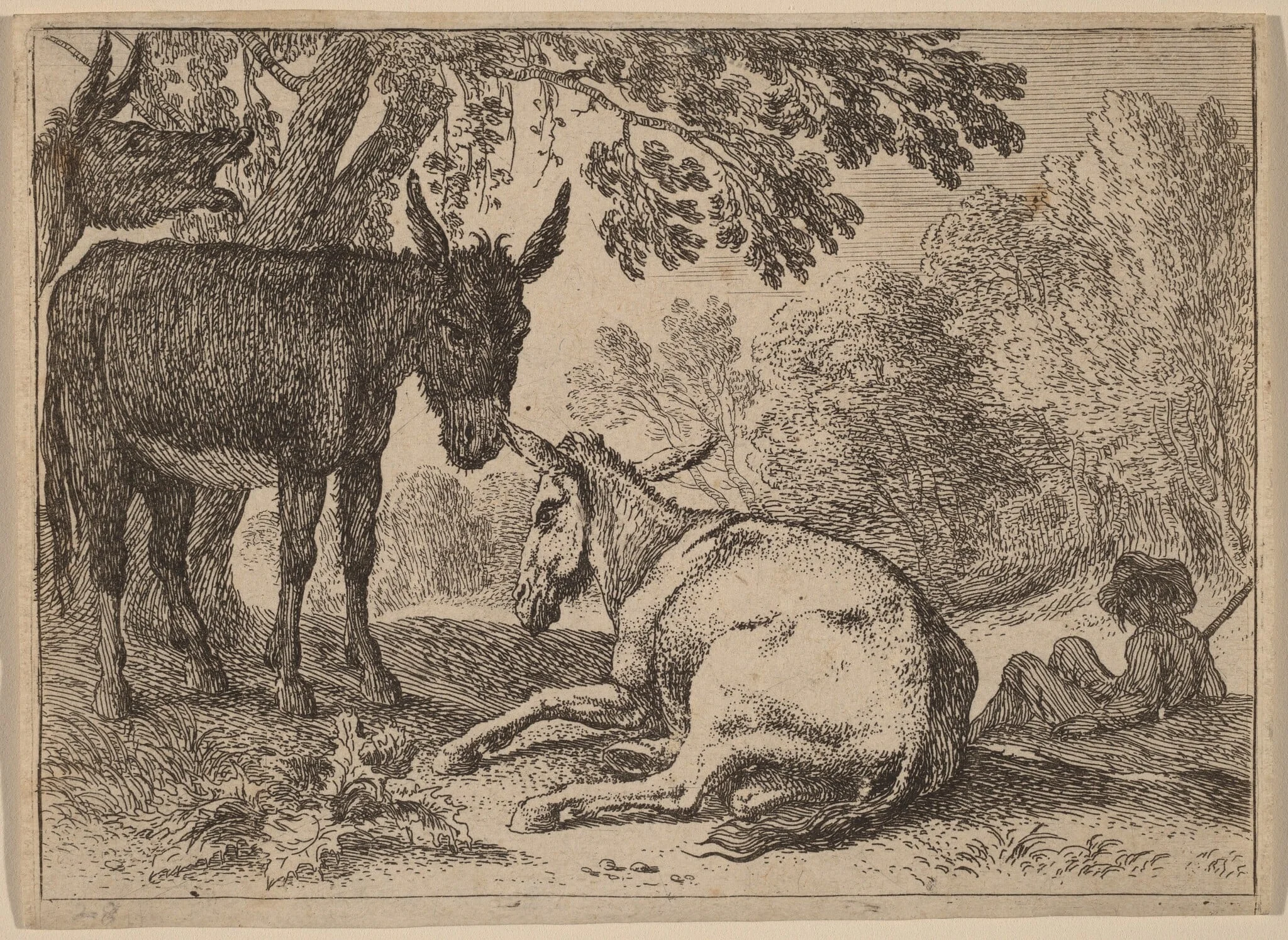 Donkeys, detail